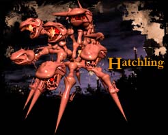 hatchling